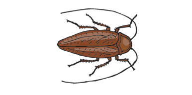 A brown cockroach.