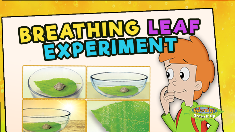 Breathing Leaf Experiment