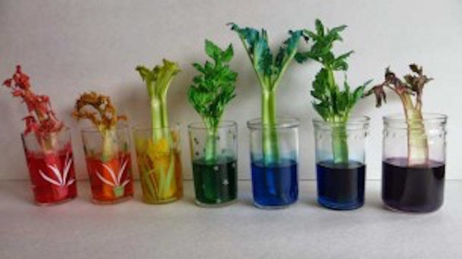 Rainbow Celery Experiment Crafts For Kids Pbs Kids For Parents