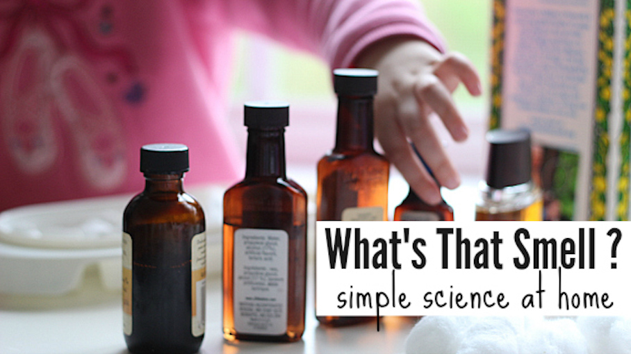 Smell Test Can You Guess This Scent? Crafts… PBS KIDS for Parents