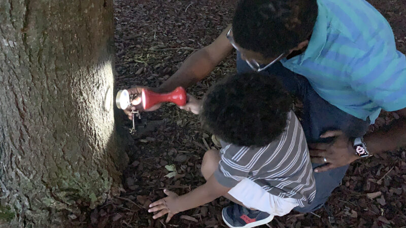 一对父子在夜间探索时，使用夜间观察套件用手电筒和放大镜检查一棵树。