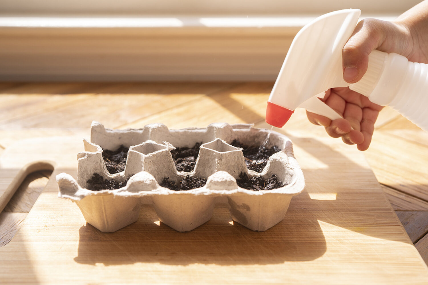 Grow Seedlings in an Egg Carton Crafts for… PBS KIDS for Parents