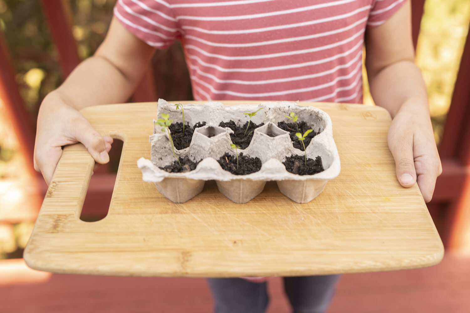 Grow Seedlings in an Egg Carton Crafts for… PBS KIDS for Parents