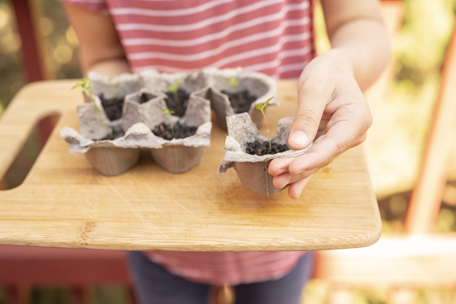 Grow Seedlings in an Egg Carton Crafts for… PBS KIDS for Parents