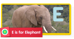 E is for Elephant